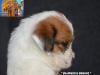 Jack Russell Terrier - Cuccioli Altamente Selezionati 438880c.jpg
