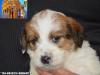 Jack Russell Terrier - Cuccioli Altamente Selezionati 438880d.jpg