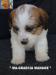 Jack Russell Terrier - Cuccioli Altamente Selezionati 438880e.jpg