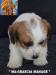 Jack Russell Terrier - Cuccioli Altamente Selezionati 438880f.jpg