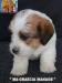 Jack Russell Terrier - Cuccioli Altamente Selezionati 438880g.jpg
