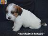 Jack Russell Terrier - Cuccioli Altamente Selezionati 438880i.jpg