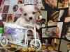 PERLA CHIHUAHUA FEMMINA PELO RASO BIANCA BELLISSIMA 421352b.jpg