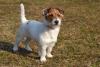 Jack russell terrier cuccioli della verde Scozia 397429a.jpg