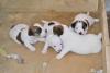 Jack russell terrier cuccioli della verde Scozia 397429b.jpg
