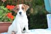 Jack russell terrier cuccioli della verde Scozia 397429e.jpg