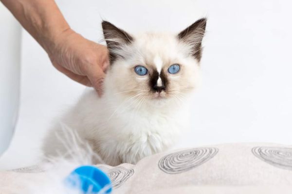 Cucciolata ragdoll chocolate point mitted Cucciolataragdollchocolatepointmitted1234.jpg