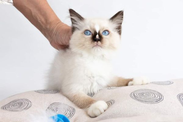 Cucciolata ragdoll chocolate point mitted Cucciolataragdollchocolatepointmitted123456.jpg