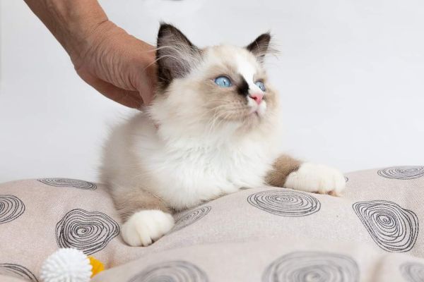 Cucciolata ragdoll chocolate point mitted Cucciolataragdollchocolatepointmitted12345678.jpg