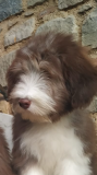 Bearded Collie cuccioli BeardedColliecuccioli.png