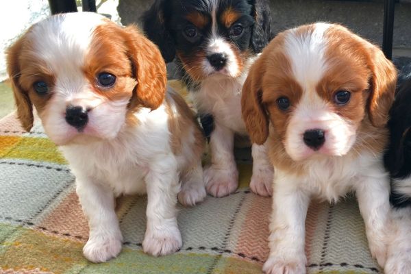 Cavalier king cuccioli arancio cavalierkingcuccioliarancio.jpg