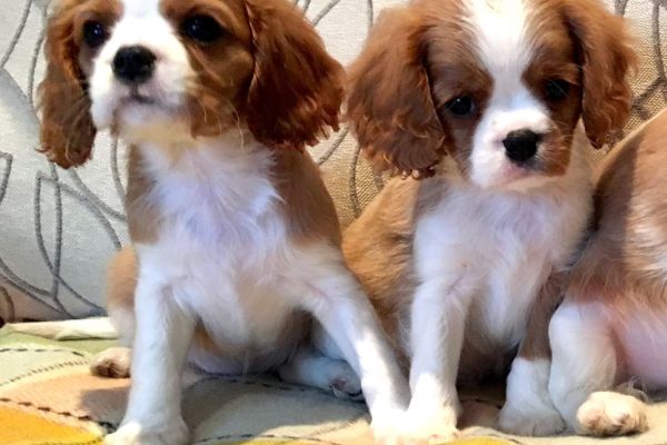 Cavalier king cuccioli arancio cavalierkingcuccioliarancio1.jpg