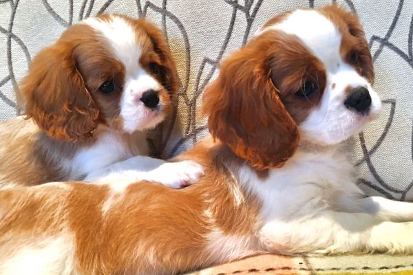 Cavalier king cuccioli arancio cavalierkingcuccioliarancio12.jpg