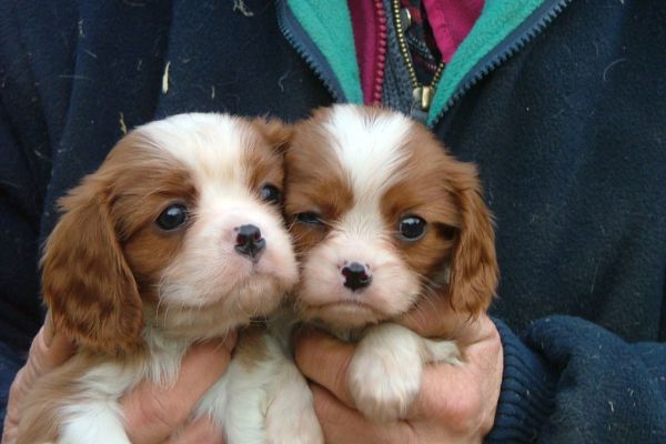 Cavalier king cuccioli arancio cavalierkingcuccioliarancio123.jpg