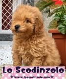 cuccioli di barboncino albicocca cucciolidibarboncinoalbicocca1.jpg