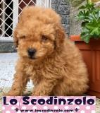 cuccioli di barboncino albicocca cucciolidibarboncinoalbicocca12.jpg