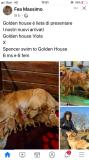 Cuccioli Golden retriever AngloAmericani CuccioliGoldenretrieverAngloAmericani1.jpg