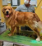 Cuccioli Golden retriever AngloAmericani CuccioliGoldenretrieverAngloAmericani12.jpg