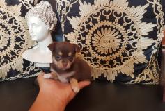 Chihuahua femmina toy Chihuahuafemminatoy.jpg