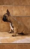 Femina bulldog francese Feminabulldogfrancese.jpg