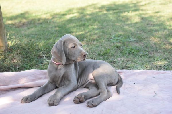 Cucciolo weimaraner disponibile cuccioloweimaranerdisponibile.jpg