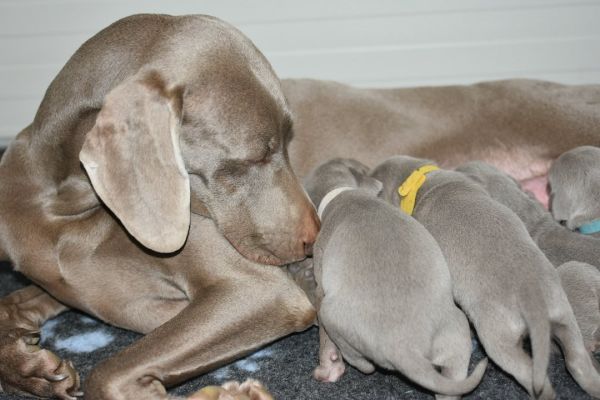 Cucciolo weimaraner disponibile cuccioloweimaranerdisponibile123.jpg