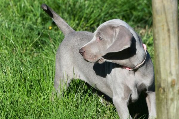 Cucciolo weimaraner disponibile cuccioloweimaranerdisponibile1234.jpg