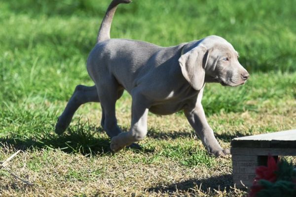 Cucciolo weimaraner disponibile cuccioloweimaranerdisponibile12345.jpg