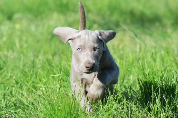 Cucciolo weimaraner disponibile cuccioloweimaranerdisponibile123456.jpg