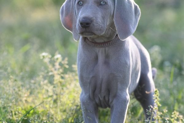 Cucciolo weimaraner disponibile cuccioloweimaranerdisponibile12345678.jpg