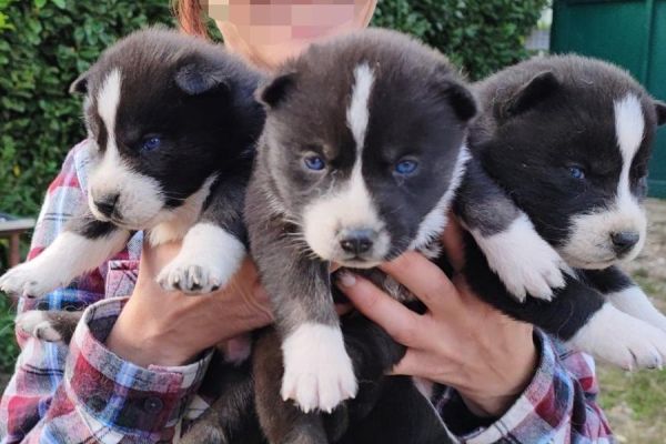 Siberian Husky siberianhusky123.jpg