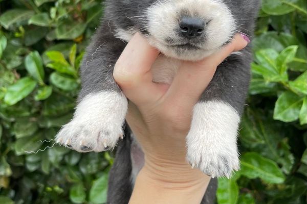 Siberian Husky siberianhusky12345.jpg
