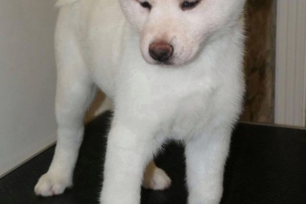 Akita inu cuccioli con Pedigree akitainucuccioliconpedigree1.jpg