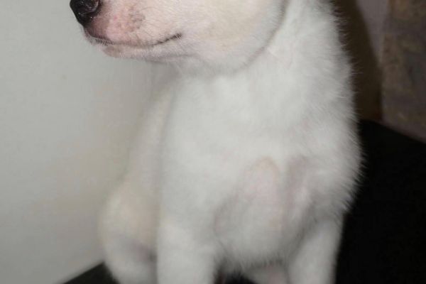 Akita inu cuccioli con Pedigree akitainucuccioliconpedigree12.jpg