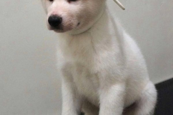Akita inu cuccioli con Pedigree akitainucuccioliconpedigree123.jpg