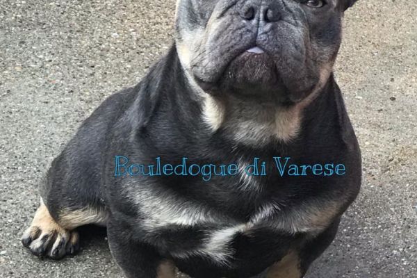 Bulldog francese Blue Bouledogue bulldogfrancesebluebouledogue12.jpeg