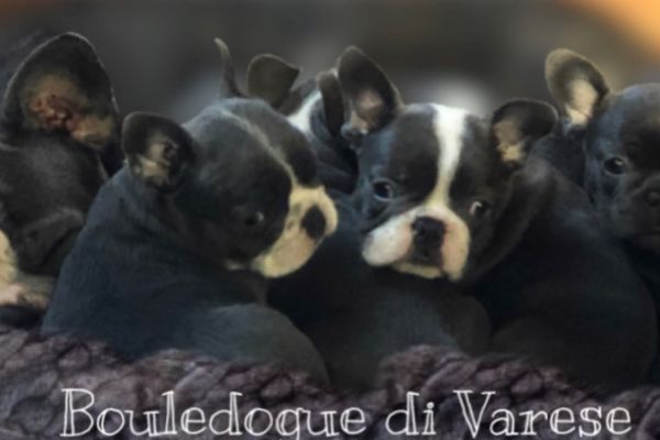 Bulldog francese Blue Bouledogue bulldogfrancesebluebouledogue123.jpeg