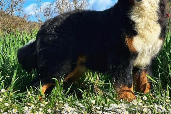 Bernersennenwelpe Bovaro del Bernese con Pedigree cucciolibovarodelberneseconped.jpeg