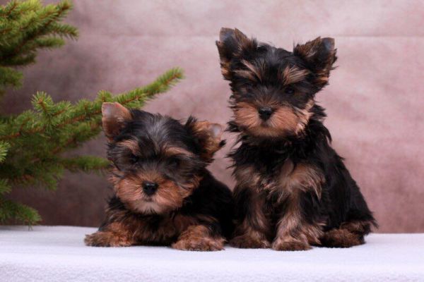 ⭐Yorkshire cuccioli toy dolcissimi⭐ yorkshireminniecucciolafemmina-64b5659299168.jpg
