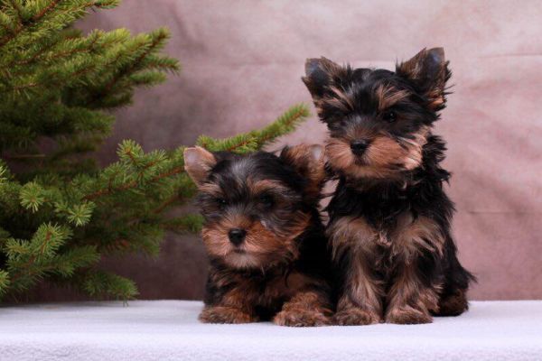 ⭐Yorkshire cuccioli toy dolcissimi⭐ yorkshireminniecucciolafemmina-64b56592bdac1.jpg