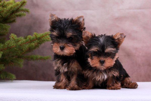 ⭐Yorkshire cuccioli toy dolcissimi⭐ yorkshireminniecucciolafemmina-64b56592dc55b.jpg