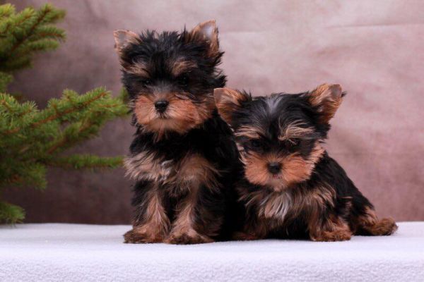 ⭐Yorkshire cuccioli toy dolcissimi⭐ yorkshireminniecucciolafemmina-64b565930a6cd.jpg