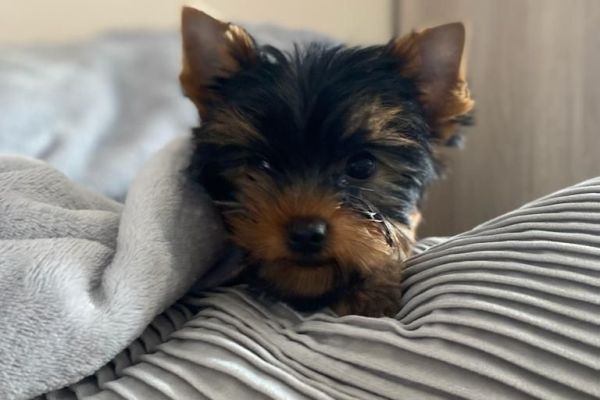 ⭐Yorkshire cuccioli toy dolcissimi⭐ yorkshireminniecucciolafemmina-64b5659331f00.jpg