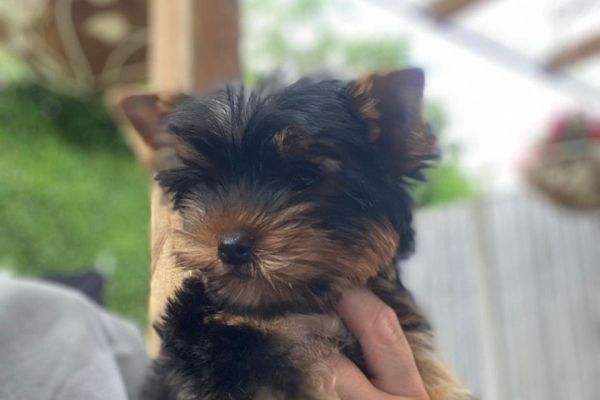 ⭐Yorkshire cuccioli toy dolcissimi⭐ yorkshireminniecucciolafemmina-64b56593a3e96.jpg
