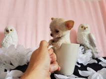 chihuahua maschio dimensione mosca rarissimo stop cortissimo testa a mela esempl chihuahuamaschiodimensionemoscararissimostopcortissimotestaamelaesemplareunico123.jpg