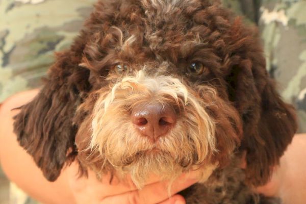 Lagotto romagnolo - cucciolo maschio 2 lagottoromagnolocucciolomaschi.jpg