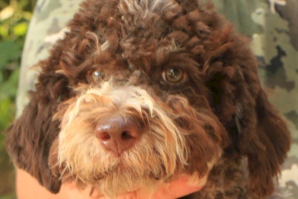 Lagotto romagnolo - cucciolo maschio 2 lagottoromagnolocucciolomaschi1.jpg