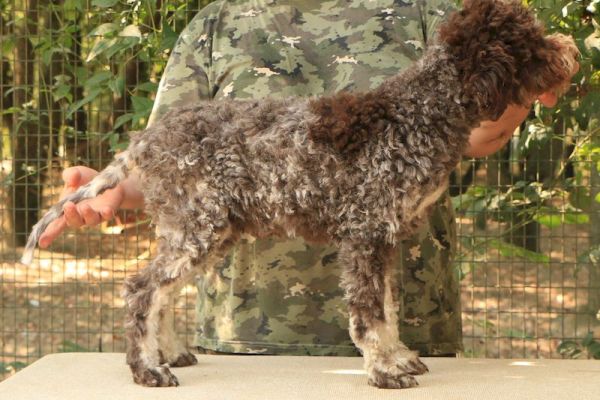 Lagotto romagnolo - cucciolo maschio 2 lagottoromagnolocucciolomaschi12.jpg