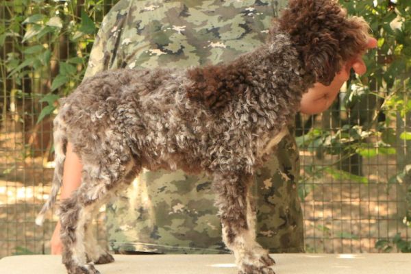 Lagotto romagnolo - cucciolo maschio 2 lagottoromagnolocucciolomaschi123.jpg