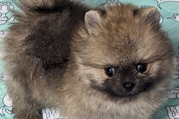 Cucciolo di Pomerania con pedigree Enci cucciolodipomeraniaconpedigree123.jpg